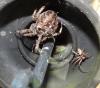 Araneus diadematus